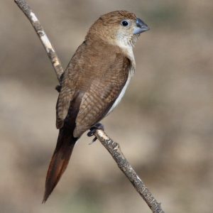 African Silverbill img