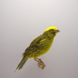 Canary - Lizard image