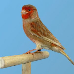 Canary - Red Brown Mosaic image