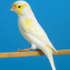 Canary - Yellow Mosaic image
