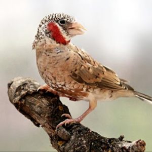 Cut Throat Finch - Wild img