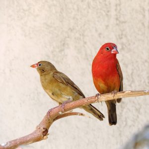 Fire Finch - Red Billed img