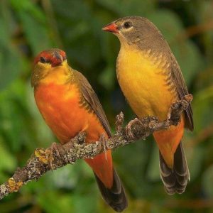 Gold Breasted Waxbill image