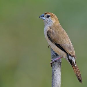 Indian Silverbill image