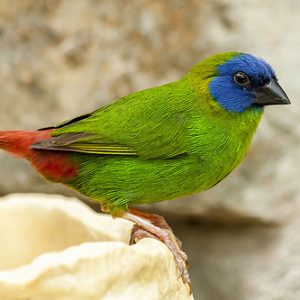 Parrot Finch - Blue Face image