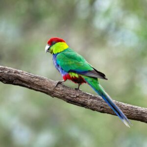 Red Capped Parrot img