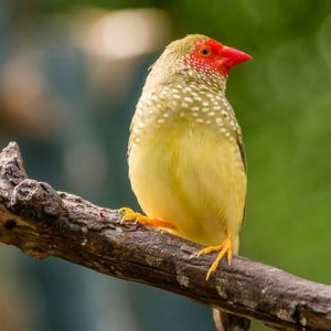 Star Finch - Red Face image