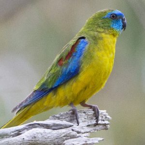 Turquoise Parrot - Reg. & Mutations image