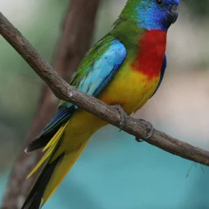 Scarlet Chested Parakeet