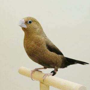 African Silverbill - Chocolate img