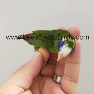 Parrot Finch - Blue Face - Pied Head image
