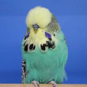 English Parakeet image