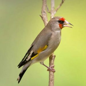 Himalayan Goldfinch img