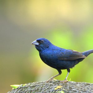 Jacarini Finch (Blue-Black Grassquit) img