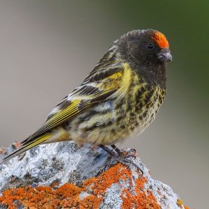 Red Fronted Serin img