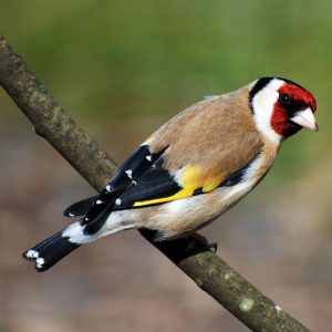 Siberian Goldfinch img