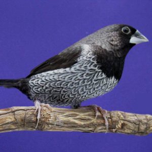 Society Finch - European - Black Grey img