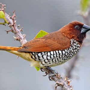 Spice Finch - Scaly Breasted Munia img
