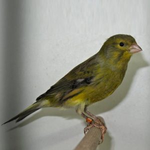 Canary Timbrado - Crested Plainhead image