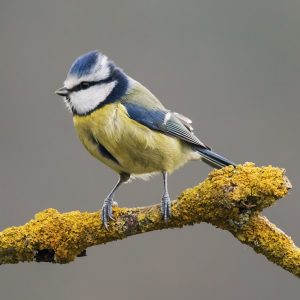 Yellow Breasted Tit img