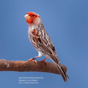 Canary - Red Mosaic Agate