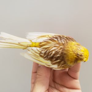 Canary - Phaeo Yellow Mosaic image