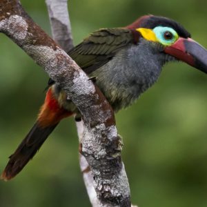 Guyana Toucanet img