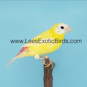 Parrot Finch - Blue Face - Lutino/Yellow img
