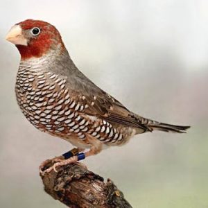 Red Headed Finch image