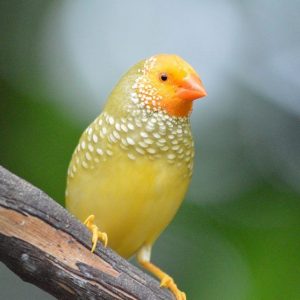 Star Finch - Yellow Face image