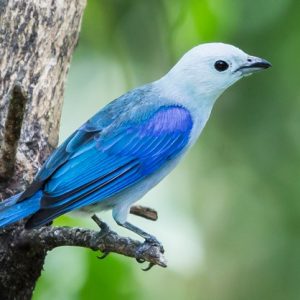 Tanager - Blue Gray img