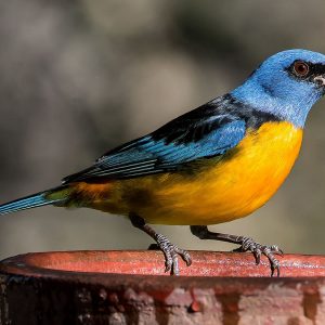 Tanager - Blue and Yellow img