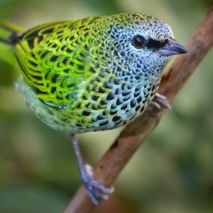 Tanager - Spotted img