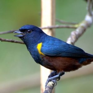 Golden Sided Euphonia img