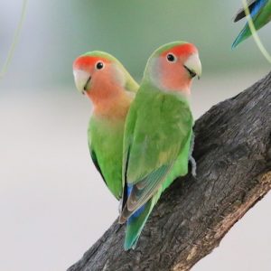 Lovebird - Peach Faced - (Colors Vary) image