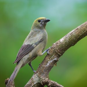 Tanager - Palm image
