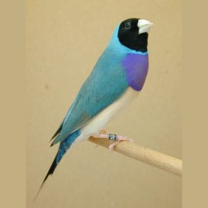 Lady Gouldian - Blue Back ¡¡¡READY TO BREED!!! img