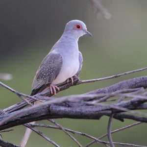 Diamond Dove image
