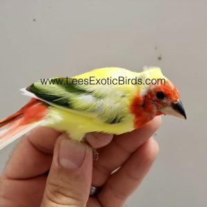 Parrot Finch - Red Headed - Pied img