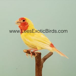 Parrot Finch - Red Headed - Lutino - Coloring Up img