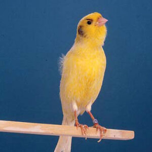 Canary - German Roller !!!READY TO BREED!!! image