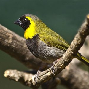 C. Melodious Finch image
