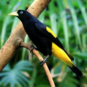 Cacique - Yellow Rumped img