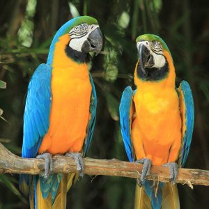 Macaw - Blue & Gold img