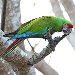 Macaw - Military img