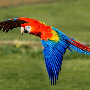 Macaw - Scarlet img