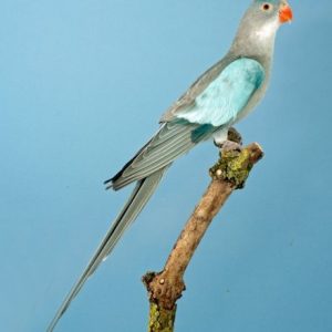 Princess of Wales Parakeet - Blue img