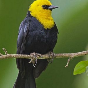 Yellow Hooded Blackbird img