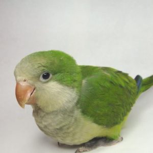 Green Quaker Parrot img