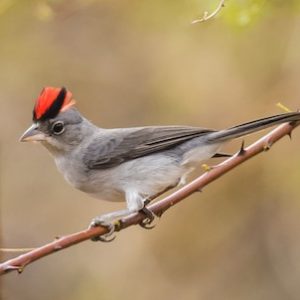 Gray Pileated Finch img